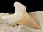 Otodus Shark Tooth Fossil In Matrix #18182-1